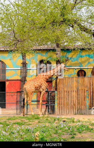 Giraffe at the  Beijing Zoo, a zoological park in Beijing, China. Stock Photo