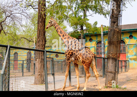 Giraffe at the  Beijing Zoo, a zoological park in Beijing, China. Stock Photo