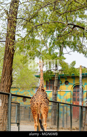 Giraffe at the  Beijing Zoo, a zoological park in Beijing, China. Stock Photo