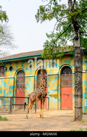 Giraffe at the  Beijing Zoo, a zoological park in Beijing, China. Stock Photo