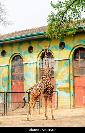 Giraffe at the  Beijing Zoo, a zoological park in Beijing, China. Stock Photo