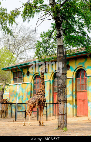 Giraffe at the  Beijing Zoo, a zoological park in Beijing, China. Stock Photo