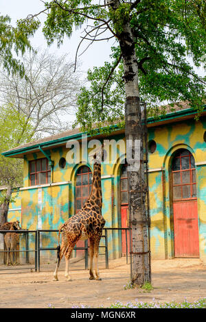 Giraffe at the  Beijing Zoo, a zoological park in Beijing, China. Stock Photo