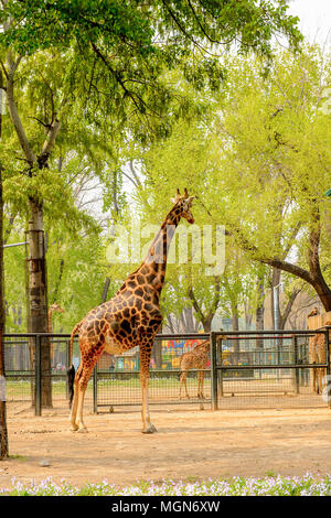 Giraffe at the  Beijing Zoo, a zoological park in Beijing, China. Stock Photo