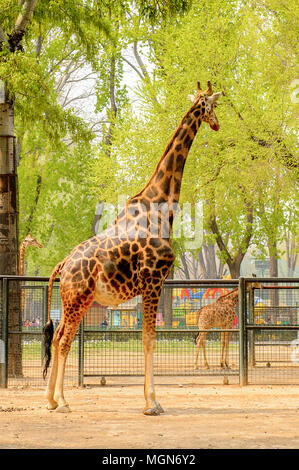 Giraffe at the  Beijing Zoo, a zoological park in Beijing, China. Stock Photo