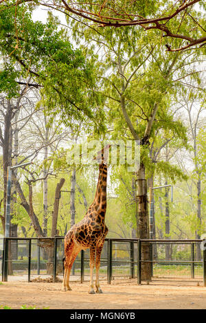 Giraffe at the  Beijing Zoo, a zoological park in Beijing, China. Stock Photo