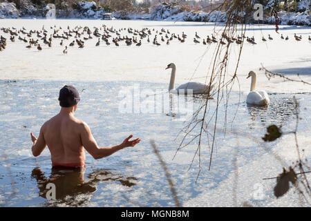 Man swimming with ducks and swans in a frozen lake during a sunny winter day. Taken in Ambleside Park, West Vancouver, British Columbia, Canada. Stock Photo