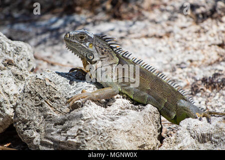 Side view of a Green Iguana, Iguana iguana, propped up on a coral rock partially shedding its skin and short spines in Marathon, Florida USA Stock Photo