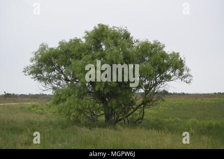 Honey Mesquite Stock Photo