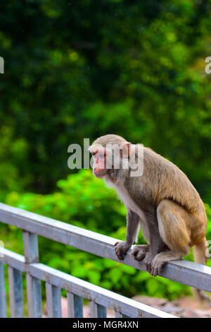 Burmese monkey in Myanmar Stock Photo