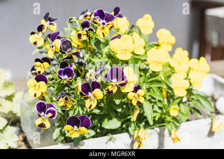 Closeup of beautiful yellow and violet viola cornuta or horned pansy in the garden Stock Photo