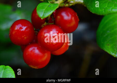 Berries cowberry on forest summer harvest Stock Photo