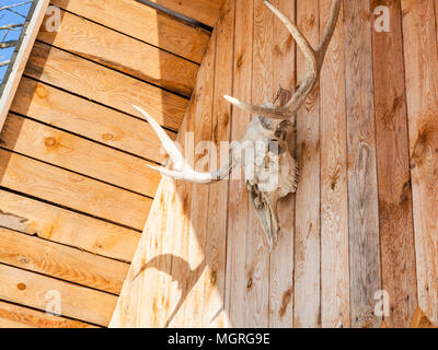 side view of natural skull of young moose animal on roof of wooden country house in Smolensk region of Russia Stock Photo