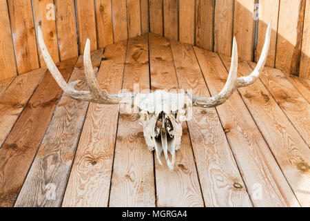 natural skull of young moose animal on wooden roof of cottage in Smolensk region of Russia Stock Photo