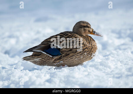 Close-up of single female duck (mallard) sitting in the cold, winter sun on snowy day, her orange bill covered in snow - West Yorkshire, England, UK. Stock Photo