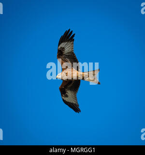 Single majestic, red kite with wings outstretched in flight & soaring high overhead, set against a deep blue sky - North Yorkshire, England, UK. Stock Photo