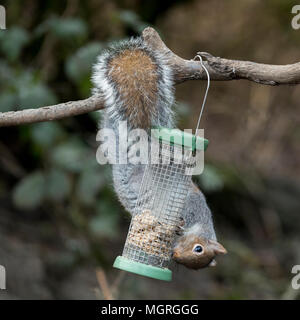 Cheeky thief - hungry grey squirrel hanging upside down from a tree, stealing & eating food in bird feeder - garden, West Yorkshire, England, UK. Stock Photo