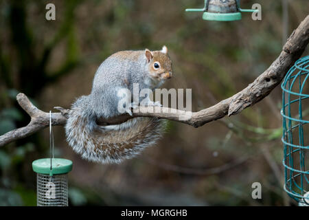 Cheeky thief - hungry grey squirrel sitting on tree branch near hanging bird seed feeders ready to steal food - garden, West Yorkshire, England, UK. Stock Photo
