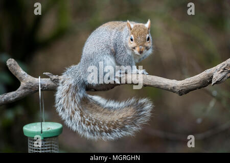 Cheeky thief - hungry grey squirrel sitting on tree branch near hanging bird seed feeder ready to steal food - garden, West Yorkshire, England, UK. Stock Photo