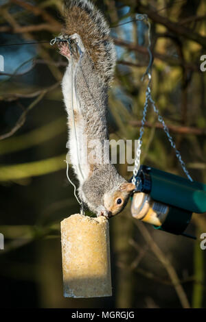 Cheeky, agile thief - hungry grey squirrel hanging upside down, stealing & feeding from a suet log bird feeder - garden, West Yorkshire, England, UK. Stock Photo