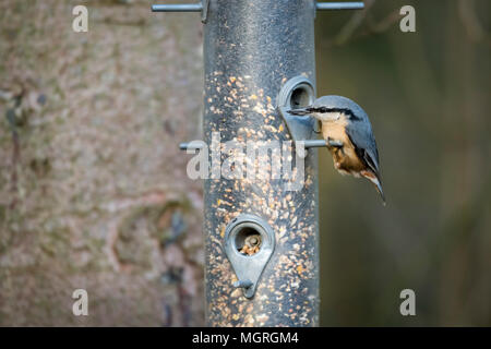 Close-up of single, small nuthatch standing on the perch of a bird feeder pecking & eating a variety of seeds - garden, West Yorkshire, England, UK. Stock Photo