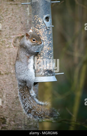 Cheeky thief - hungry grey squirrel clinging onto bird seed feeder (hanging from a tree) & stealing the food - garden, West Yorkshire, England, UK. Stock Photo