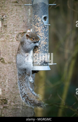 Cheeky thief - hungry grey squirrel clinging onto bird seed feeder (hanging from a tree) & stealing the food - garden, West Yorkshire, England, UK. Stock Photo