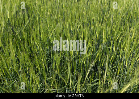 Cereals plants Stock Photo