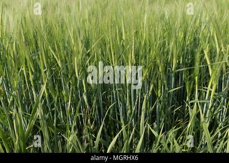 Cereals plants Stock Photo