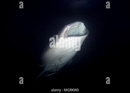 Portrait of the Whale Shark (Rhincodon typus) filter-feeding plankton in the night Stock Photo