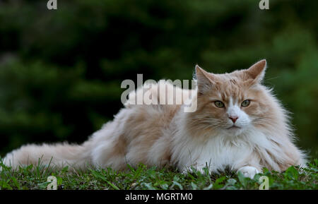 Norwegian forest cat male resting in garden Stock Photo
