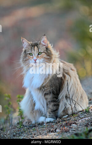 Young norwegian forst cat female sitting outdoors in wind Stock Photo