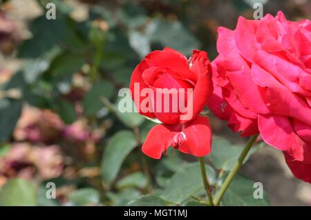 Close up of Alec's Red Rose. Heirloom Gardens, St. Paul, Oregon Stock ...