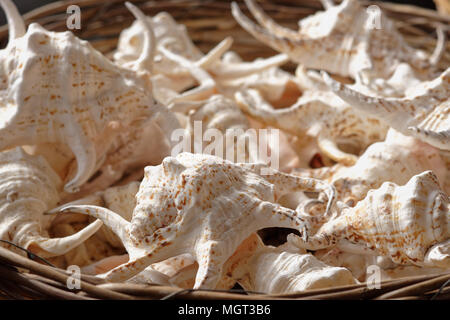 Sea shells in a basket. Selective focus on front shells Stock Photo