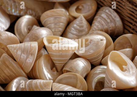 Sea shells in a basket. Selective focus on central shell Stock Photo