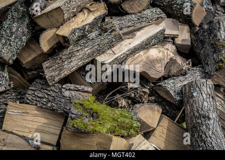Pile of logs, cuted dead tree with moss prepared for winter season Stock Photo