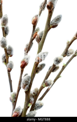 Willow sticks close up isolated on white background Stock Photo