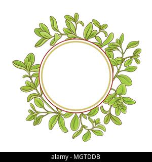 marjoram branch vector  frame on white background Stock Vector