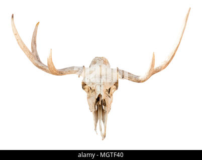front view of natural skull of young elk animal isolated on white background from Smolensk region of Russia Stock Photo