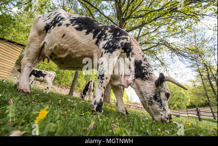 https://l450v.alamy.com/450v/mgtnwh/bad-schwalbach-germany-28-april-2018-a-pustertal-cow-grazes-in-her-pasture-part-of-the-state-garden-show-shows-the-areas-of-natural-agriculture-and-crafts-photo-boris-roesslerdpa-credit-dpa-picture-alliancealamy-live-news-mgtnwh.jpg