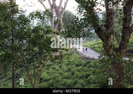 Kandy, Sri Lanka. 15th Feb, 2018. Thursday, February 15, 2018.Young women move along a road that runs through a tea plantation in a rural area adjacent to Kandy, Sri Lanka. Credit: Tracy Barbutes/ZUMA Wire/Alamy Live News Stock Photo