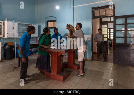 Kandy, Sri Lanka. 18th Feb, 2018. DR. MANOHARI examines one of her four-legged patients at the Government Veterinary Hospital clinic in the Peradeniya region of Kandy, Sri Lanka, on Sunday, February 18, 2018.MANOHARI, a Hindu, married in 1991. She started her veterinary practice in 1992 while she was pregnant. She started working at this hospital in 1993.She and her husband, a Muslim, have two sons and a daughter. Her sons are currently studying for higher degrees in the United States and Nepal.MANOHARI looks after her 86-year-old mother who is experiencing dementia. (Credit Image: © Stock Photo