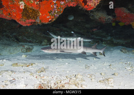 Two Whitetip reef shark (Triaenodon obesus) hides under coral reef Stock Photo