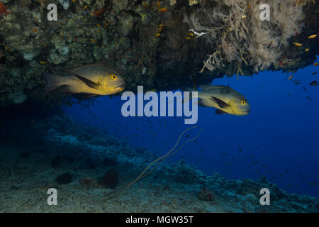 Two Midnight Snapper (Macolor macularis) swims in the cave Stock Photo