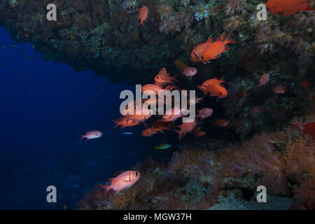 School of Pinecone Soldierfish (Myripristis murdjan) swim in the cave Stock Photo