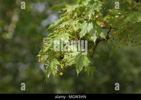 Acer platanoides 'Globosum' Stock Photo