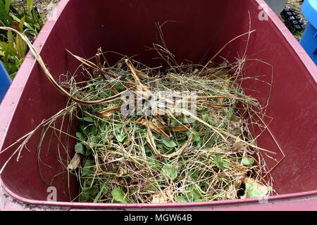 Grass clippings in rubbish bin Stock Photo