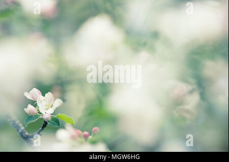 Apple blossoms Stock Photo