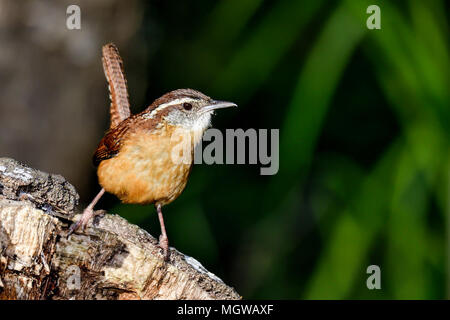 Carolina wren Stock Photo