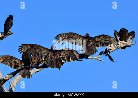Vultures warming up in the morning sun Stock Photo